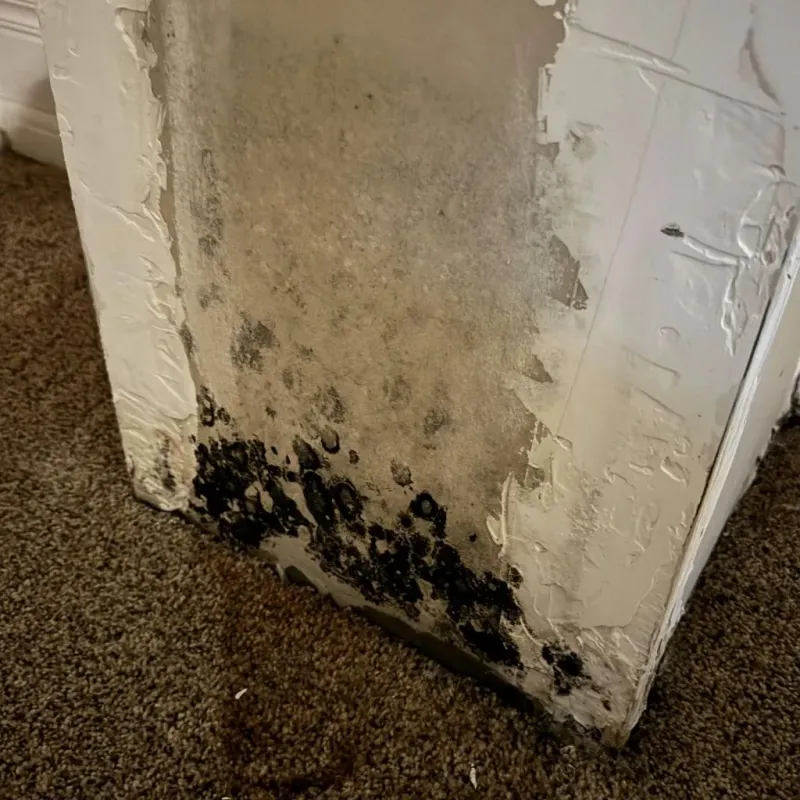 Professional Mold Removal in Reno, NV